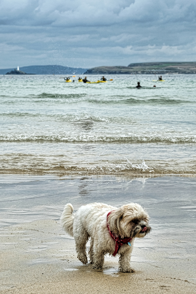 lifestyle-dog-photography dog-photographer-birmingham