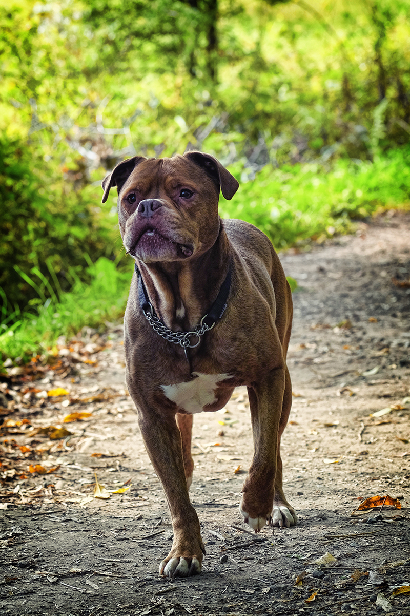 Image1sm Dog Photographer