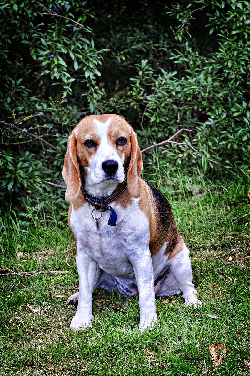 set2sm Solihull dog portraits