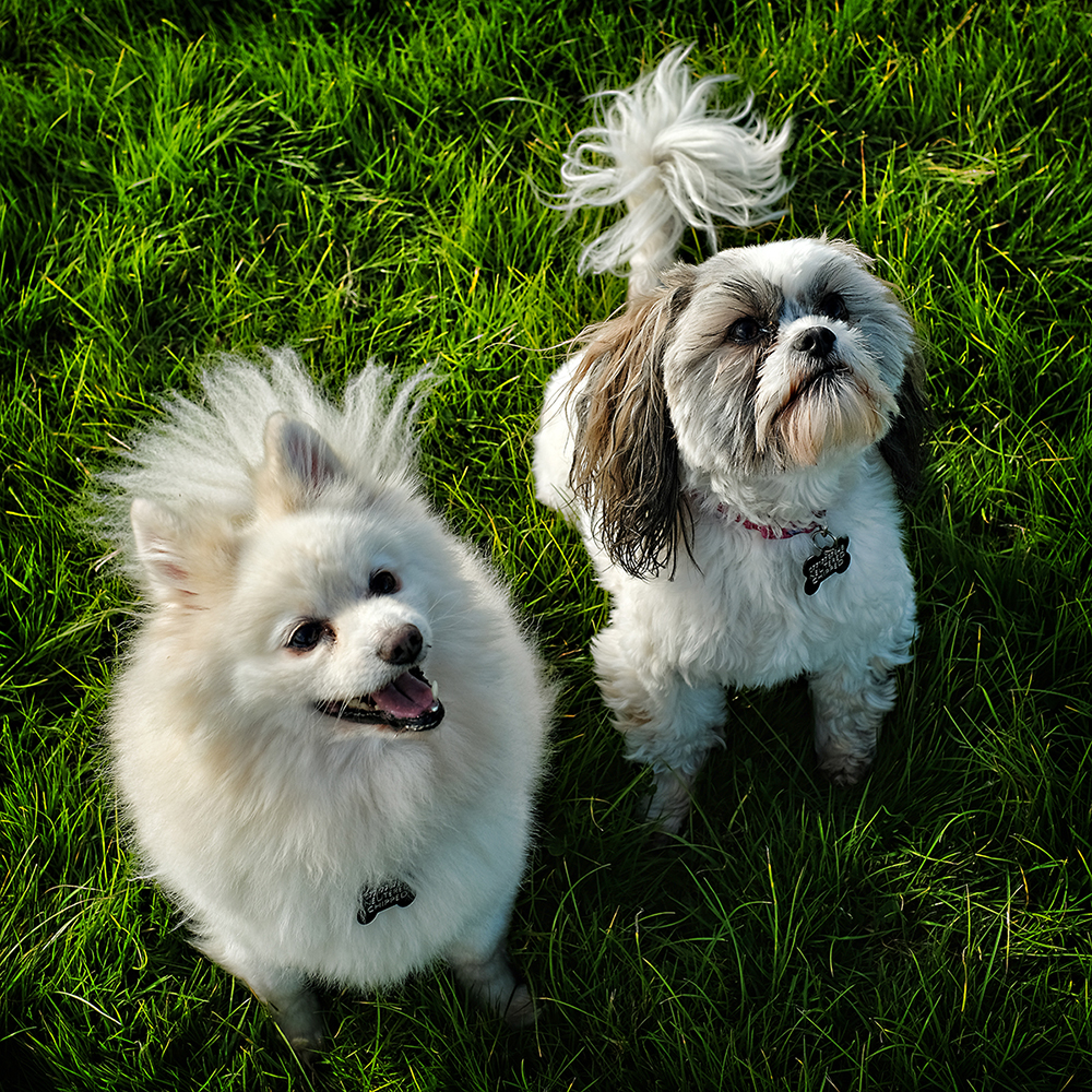 Dog Photographer